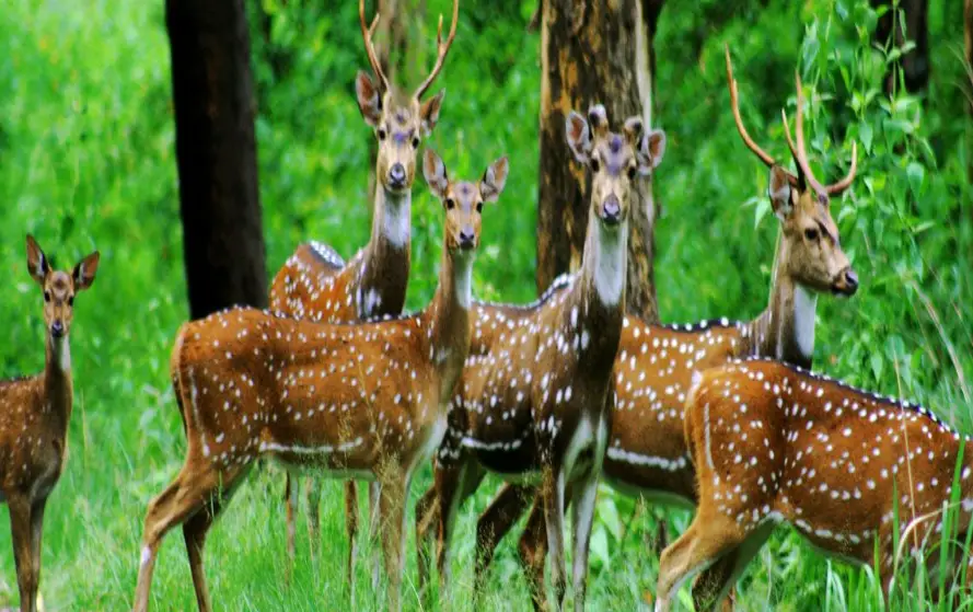 CG Barnawapara Abhyaran-Deer