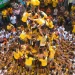 CG Dahi Handi 2024