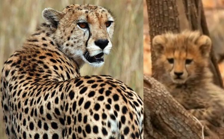 Leopard Death In Kuno Pawan and Gamini cub Kuno National Park bansal news digital