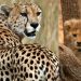 Leopard Death In Kuno Pawan and Gamini cub Kuno National Park bansal news digital