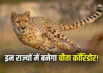 MP Cheetah Corridor News