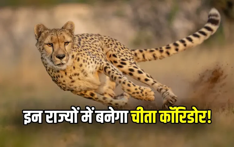 MP Cheetah Corridor News