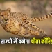 MP Cheetah Corridor News