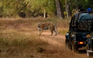 Raipur Jungale Safari Update