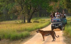 Raipur Jungale Safari Update