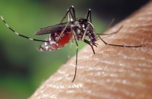 World-Mosquito-Day-2024 