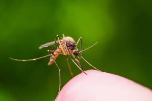 World-Mosquito-Day