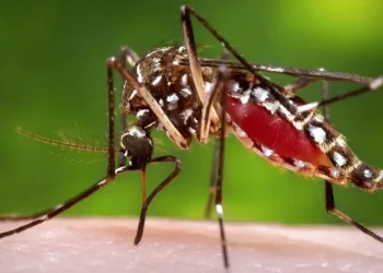 World-Mosquito-Day-2024