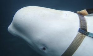 Beluga-Whales