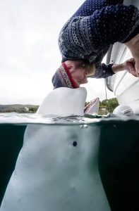 Beluga-Whales