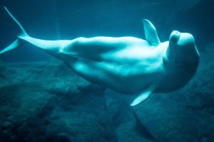 Beluga-Whales