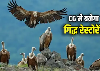 Restaurant for Vultures in Bastar