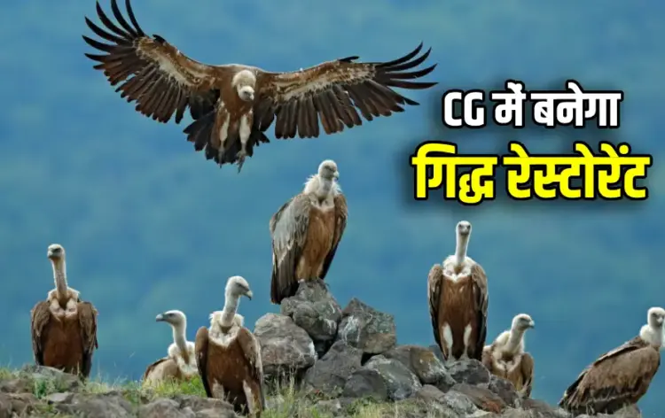 Restaurant for Vultures in Bastar