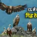 Restaurant for Vultures in Bastar