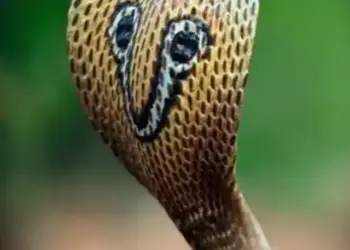 cobra snake