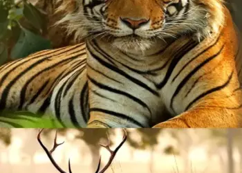 safari