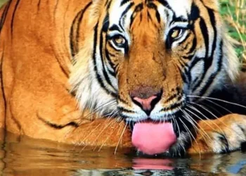 tiger