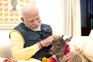 pm modi with punganur calf