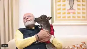 pm modi with punganur calf to love