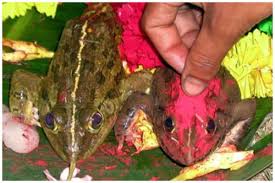 Amazing-Tricks-For-Good-Rain-Frog