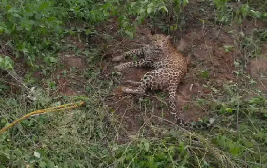 CG Dhamtari Leopard Rescue-Sitanadi Sanctuary