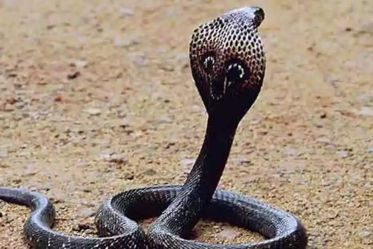 Cobra Snake