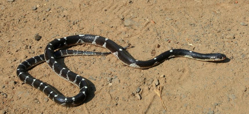 Common Krait Snake