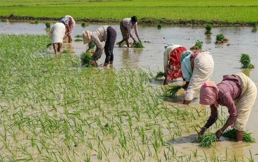 Dhan Ropai in Chhattisgarh