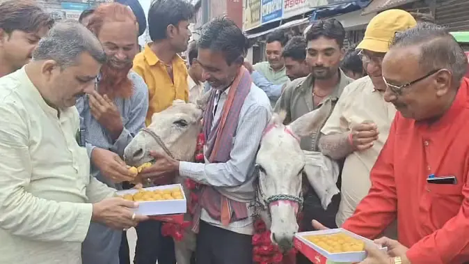 Donkeys-Marriage-in-Chhatarpur 