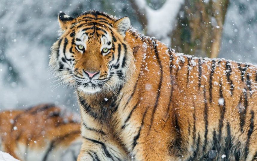 International Tiger day Siberian Tiger