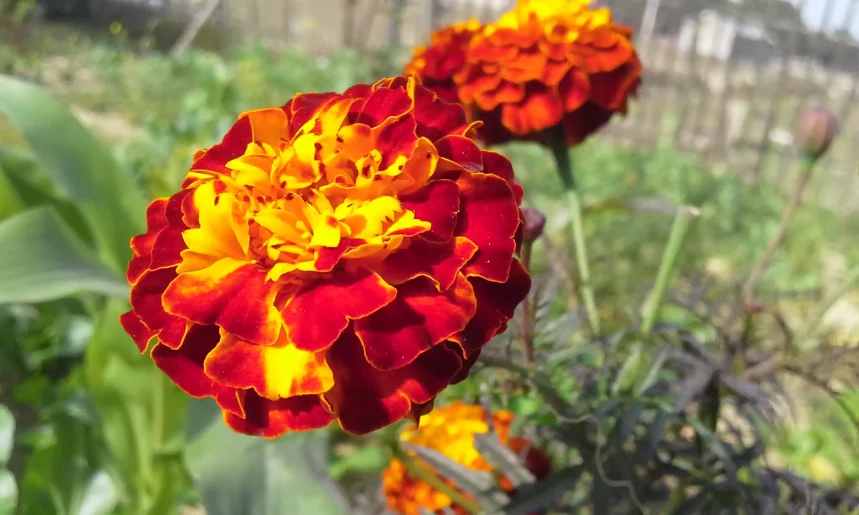 Marigold Flower गेंदे का पौधा