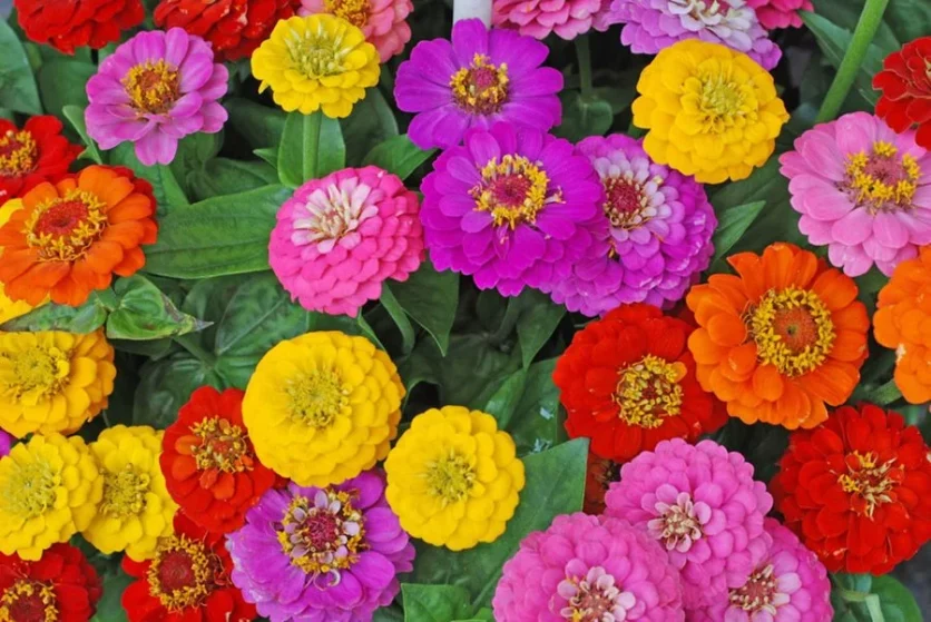 Plant Attract to Birds zinnia flowers