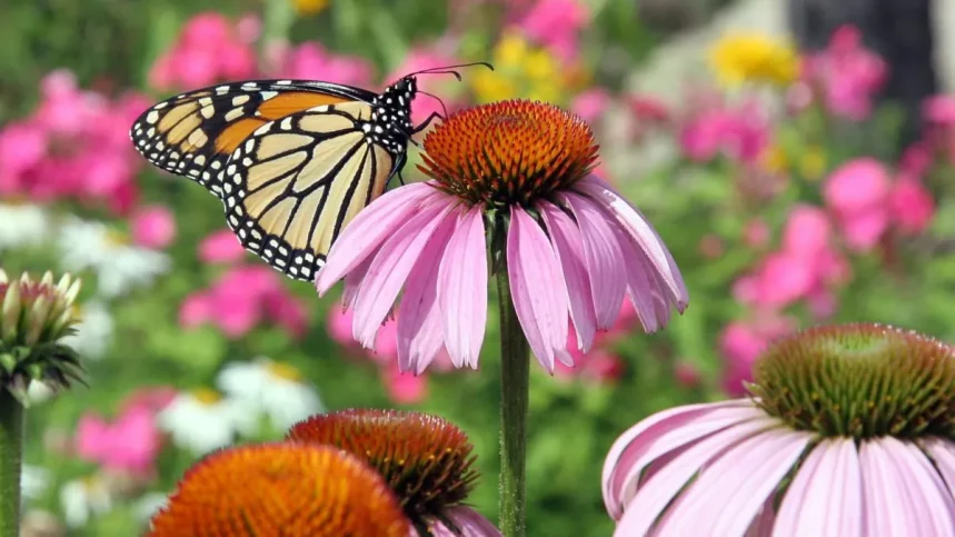 Plants to attract Birds purple-coneflower-garden