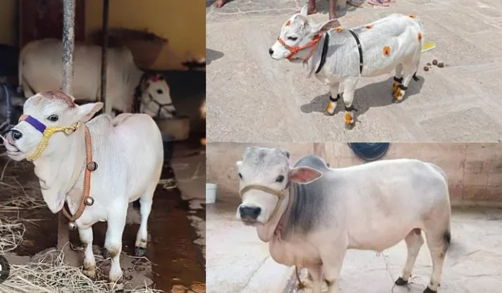 Punganur-Cow-04