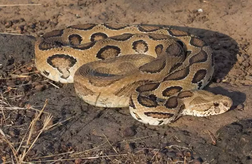 Russell Viper Snake