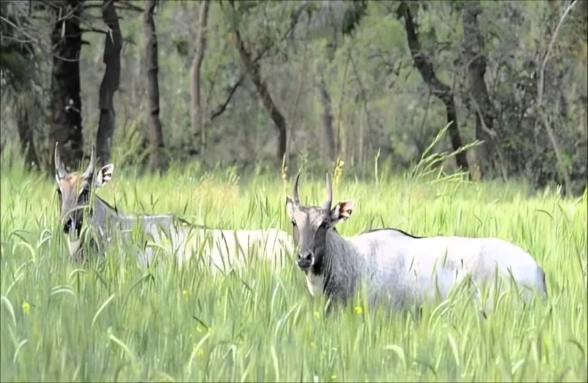 Terror-of-Nilgai-05