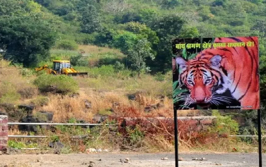 Tiger Movement in Bhopal