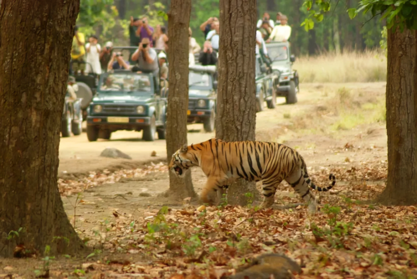 Tiger-Tourism-in-MP-02