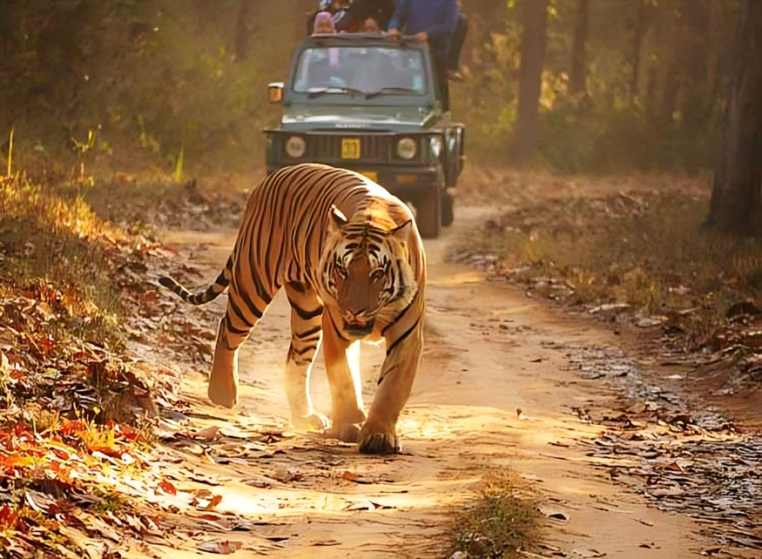 Tiger-Tourism-in-MP-03