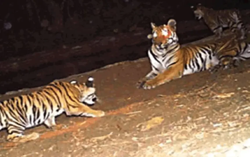 Tiger movement in Chandanpura Bhopal