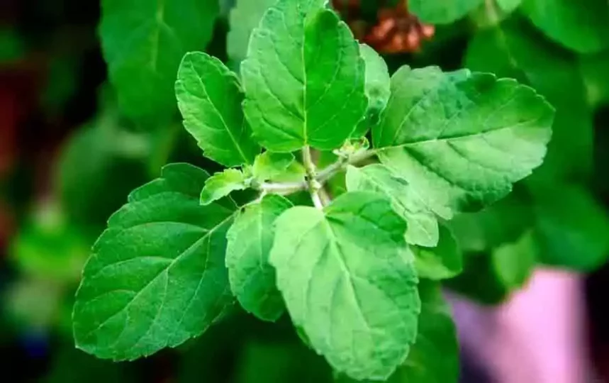 Tulsi plant 