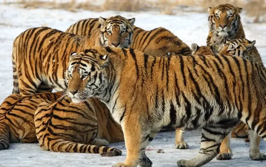 World Tiger Day 2024