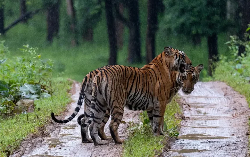 World Tiger Day 2024-Tiger Project in India