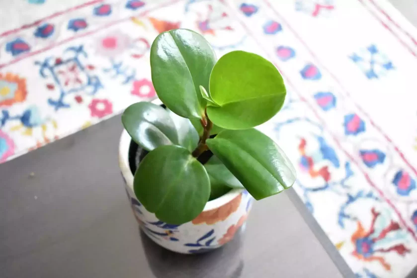 baby rubber plant