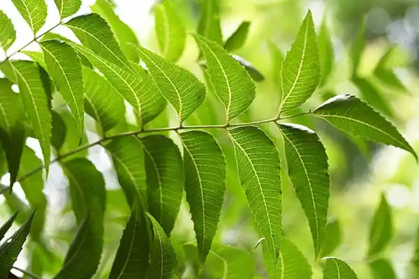 neem plant