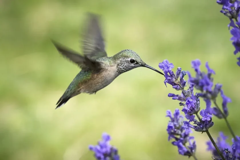 plants attract to Birds Hummingbirds